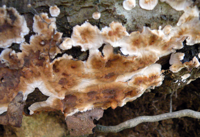 Aphyllophorales senza campioni